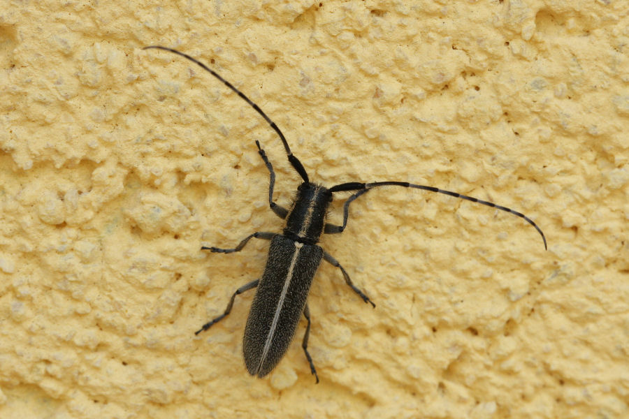 Cerambycidae: Agapanthia cardui?